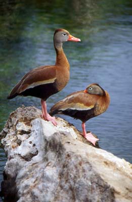 Sandra Hay - Mexican Whistling Ducks